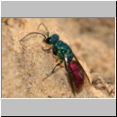 Chrysis ignita - Goldwespe 06a 8-9mm.jpg